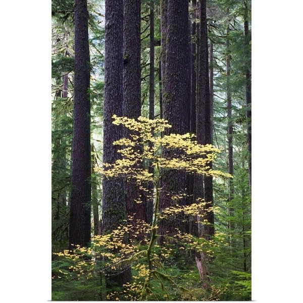"Old-growth rain forest, Sol Duc Valley, Olympic National Park, Washington" Poster Print