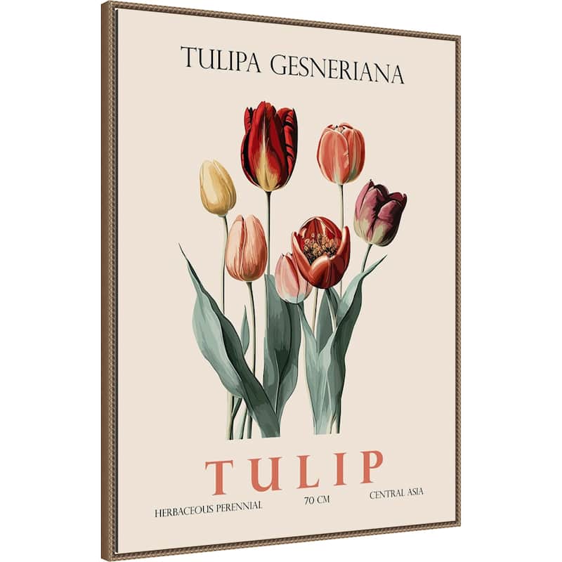 Vintage Botanical Tulip Illustration by Christopher Giampietro Framed Canvas Wall Art Print