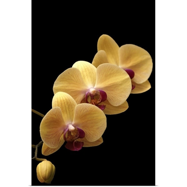 "Yellow orchid" Poster Print
