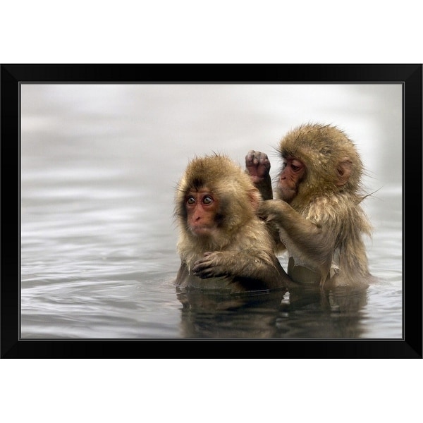 "Baby snow monkeys in Jigokudani monkey park, Nagano prefecture, Japan." Black Framed Print