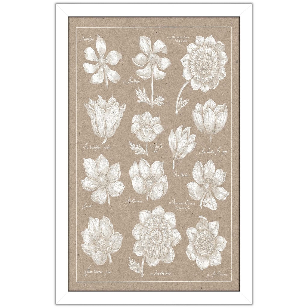 "Anemone Plate I" Print on Acrylic