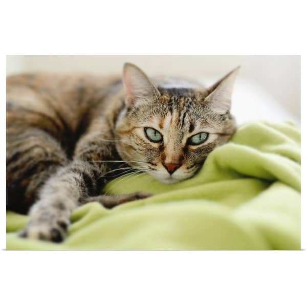 Shop Tabby Cat On Green Blanket Poster Print Overstock 16471143