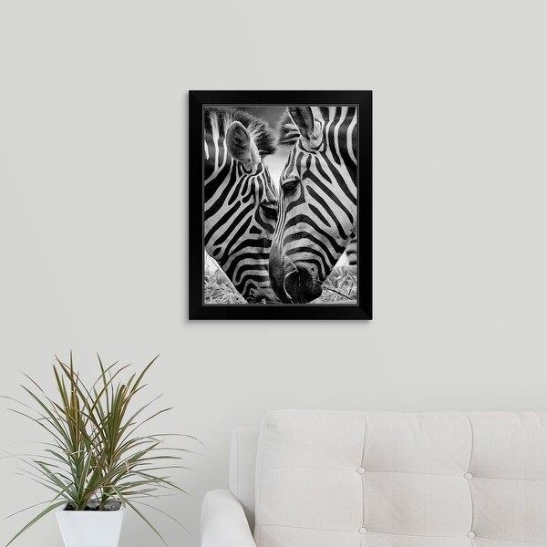 "Pair of zebra feeding on grass in zoo." Black Framed Print