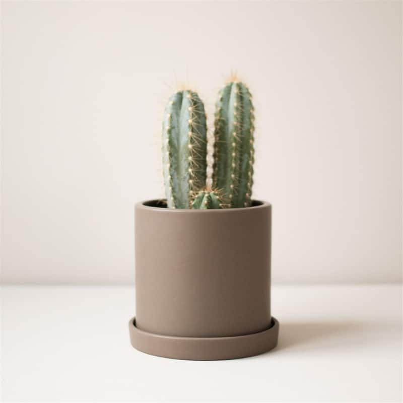 GROW Pot Dust- ND - Dust