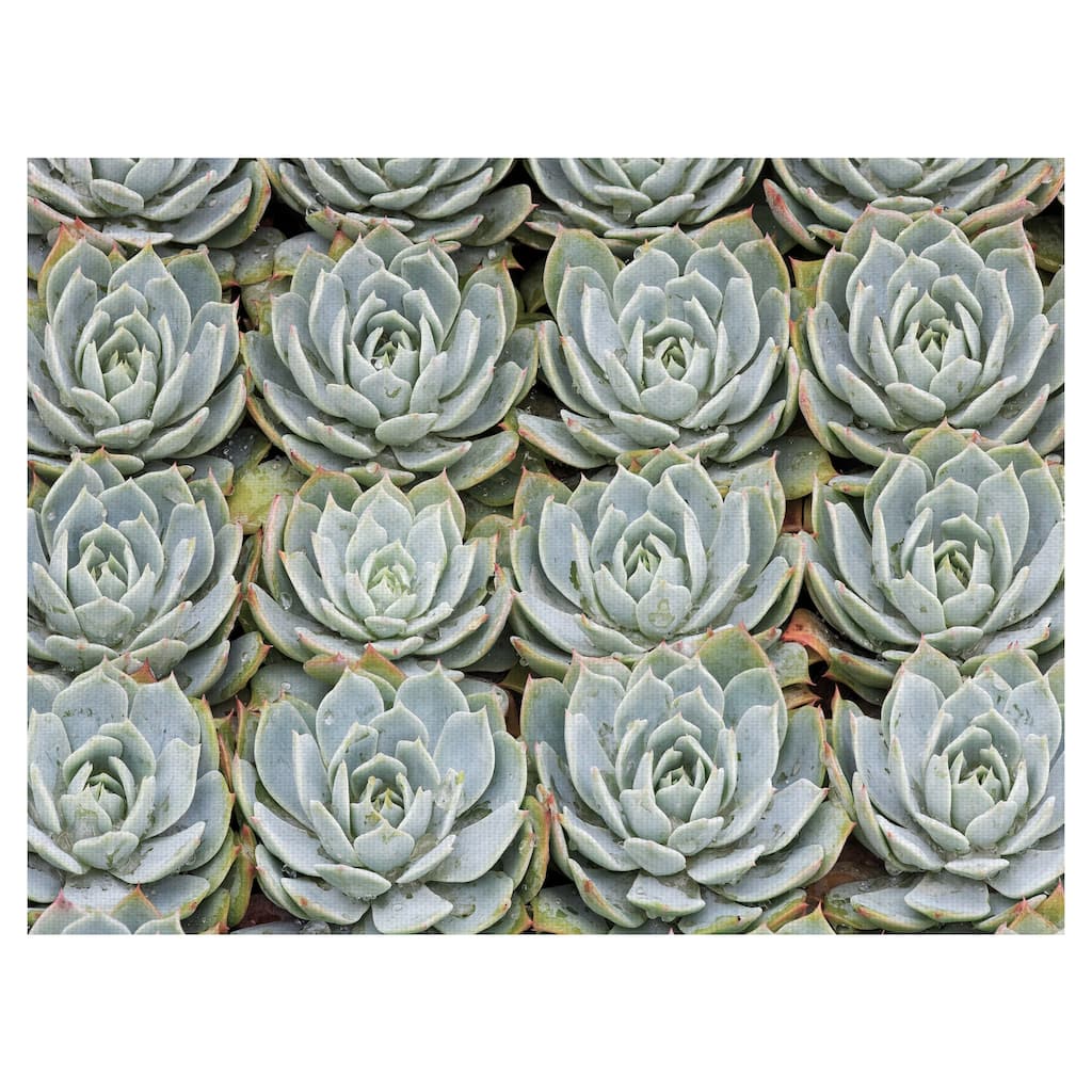 Succulent Grid by Robin Constable Hanson Canvas Art Print