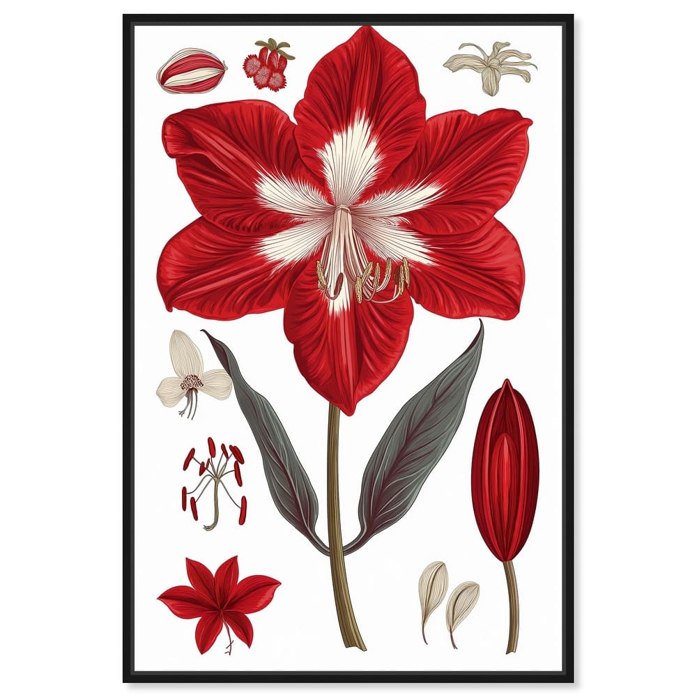 Amaryllis Anatomy Canvas by Art Remedy
