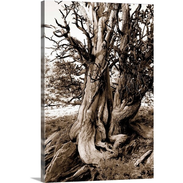 "Bristlecone pine grove at Ancient Bristlecone Pine Forest, California" Canvas Wall Art