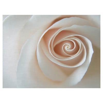 White Rose Swirl by Grand Image Canvas Art Print