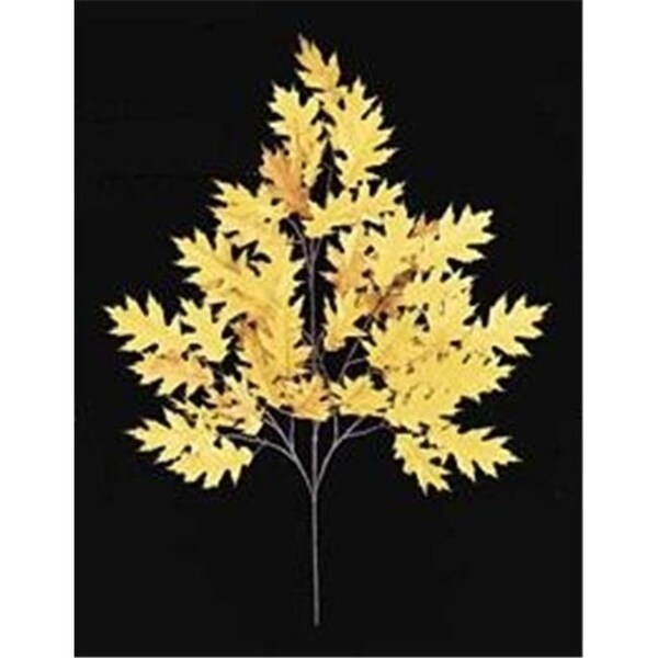 Autograph Foliages PR-4695 - 29 Inch Fire ant Pin Oak Branch - Gold - Dozen