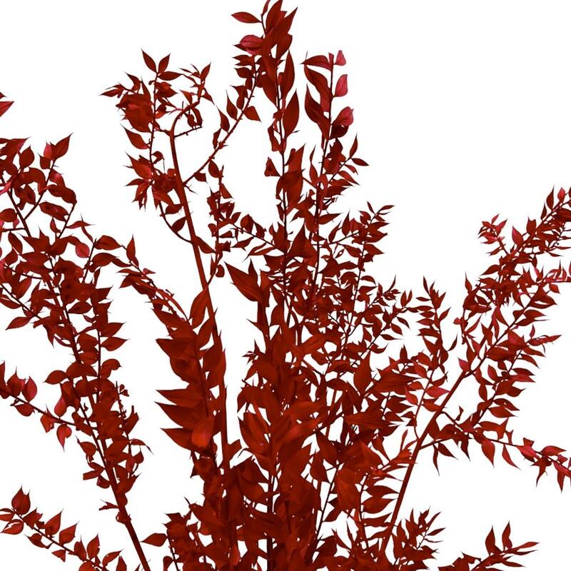 Bundle of 4 Preserved Ruscus,22-24" long - 22-24 inch