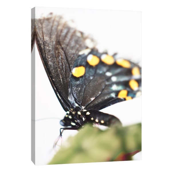 PTM Images 9-108386 PTM Canvas Collection 10" x 8" - "Butterfly Az 8" Giclee Butterflies Art Print on Canvas