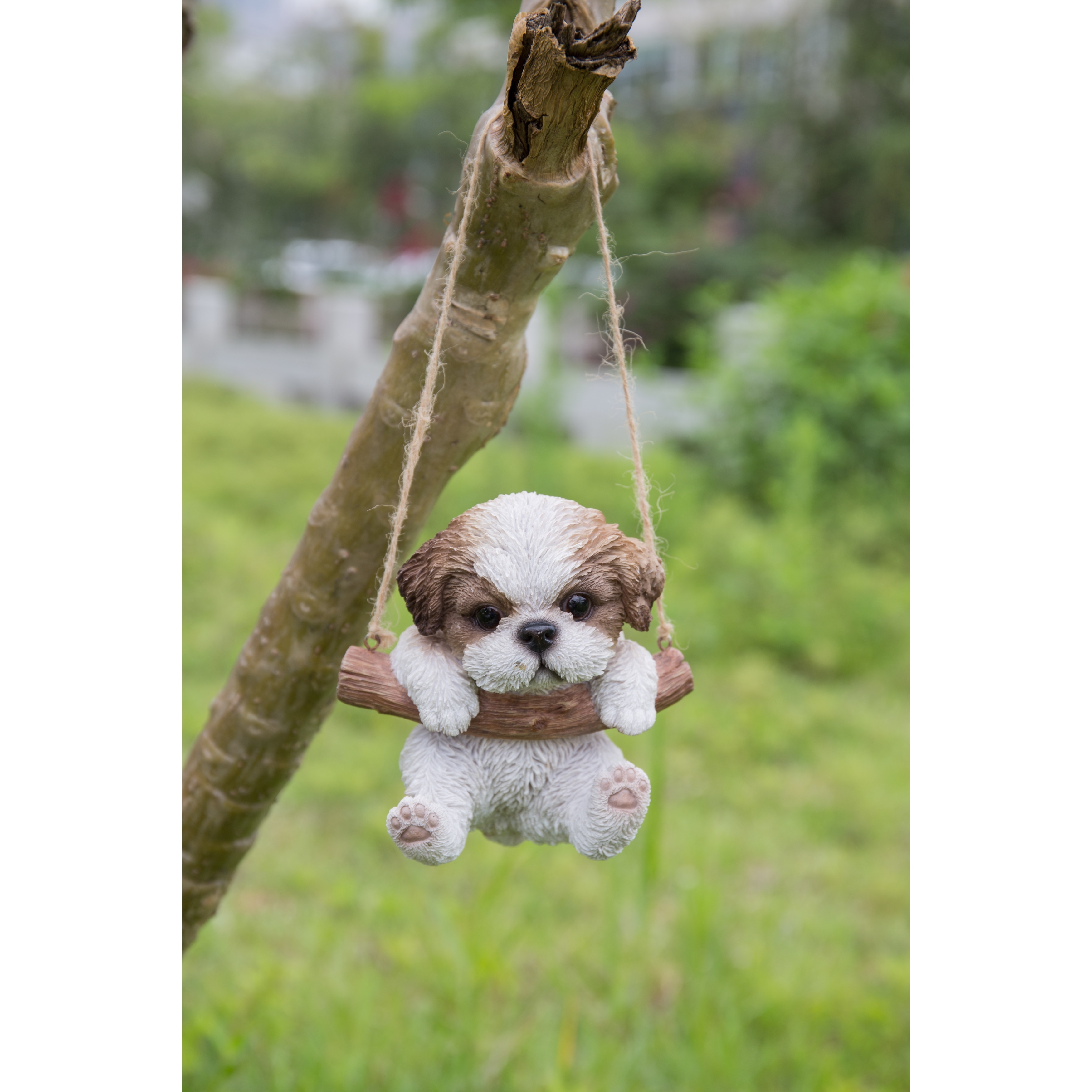 Beige shih shop tzu puppies