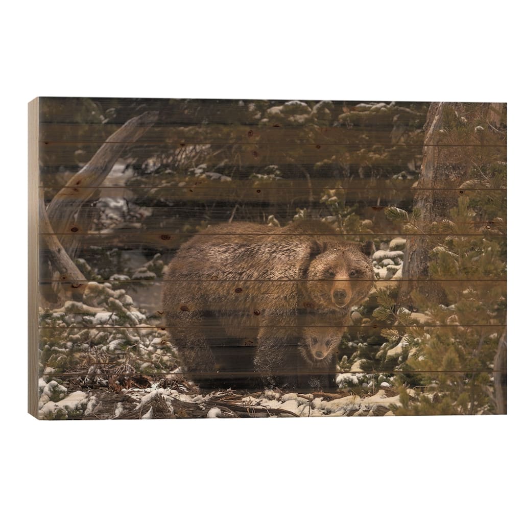 USA, Wyoming, Bridger-Teton National Forest. Grizzly Bear Sow And Cub. Print On Wood by Jaynes Gallery - Multi-Color