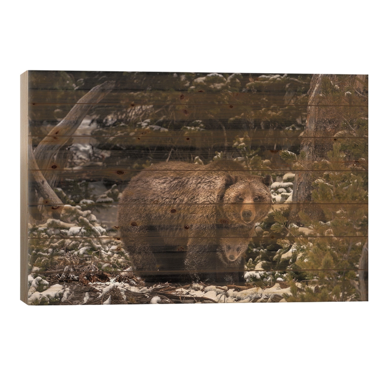 USA, Wyoming, Bridger-Teton National Forest. Grizzly Bear Sow And Cub. Print On Wood by Jaynes Gallery - Multi-Color