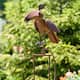 Option Brown Raven