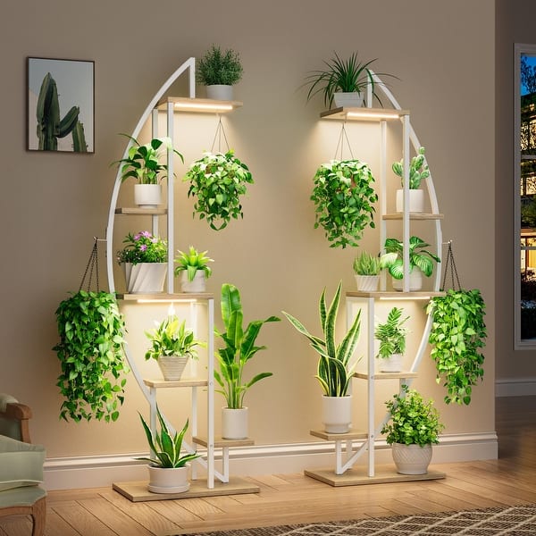graffi monstera foglie Monstera aff. gracilis  AABexotics