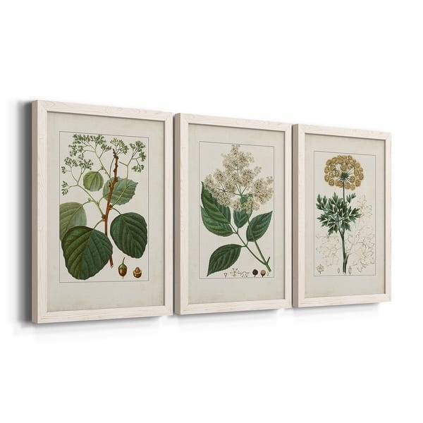 Antique Turpin Botanical IV-Premium Framed Canvas - Ready to Hang ...