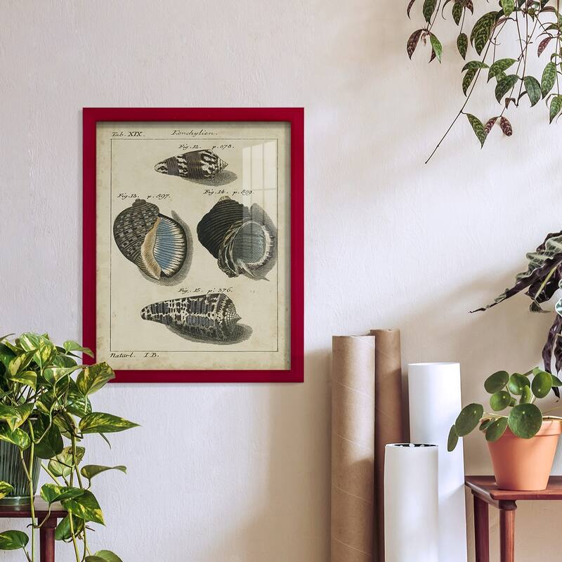 Vintage Shell Study III -Framed Print w/glass-Cherry Red