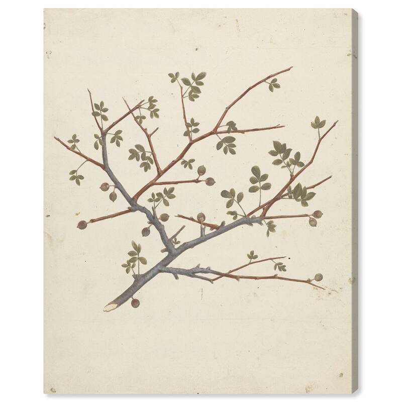 Wynwood Studio Canvas Floral and Botanical Balm of Gilead Green and Traditional Wall Art Canvas Print