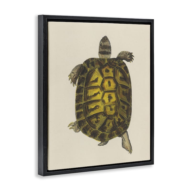 Stupell Vintage Maritime Tortoise Framed Floater Canvas Wall Art Design By Phillipa Katz