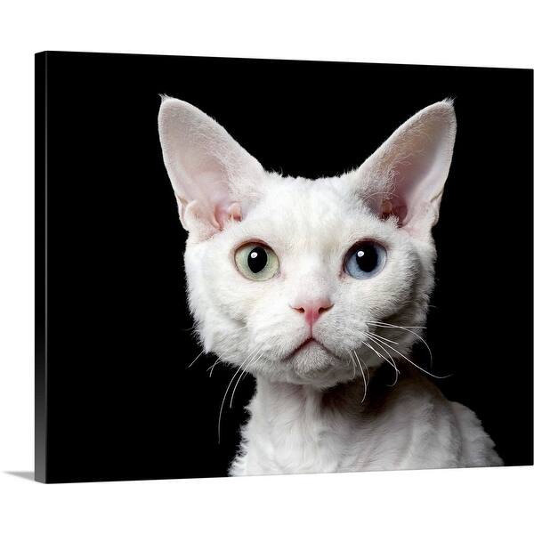 Shop Odd Eyed Cat Canvas Wall Art On Sale Overstock 16445665