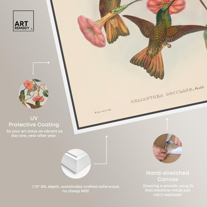 Gould's Hummingbirds Canvas by Art Remedy
