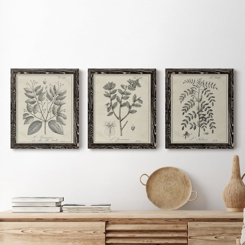 Antique Black & White Botanical VII-Premium Framed Canvas - Ready to Hang - Multi-Color