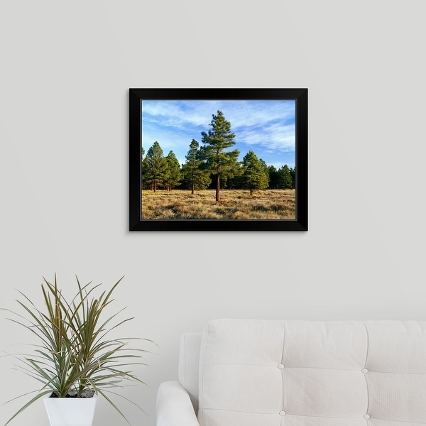"Frosted underbrush in ponderosa pine tree forest, Kaibab National Forest, Arizona" Black Framed Print