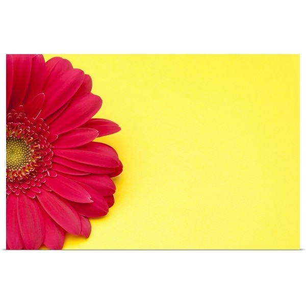 "Pink gerbera daisy on yellow background." Poster Print