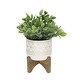 preview thumbnail 3 of 2, Tea Plant in Ceramic Footed Pot - ONE-SIZE