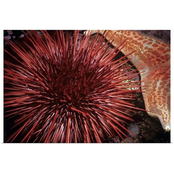 "Red Sea Urchin and Leather Sea Star" Poster Print