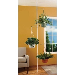 indoor plant monstera Monstera Deliciosa | Tropical Indoor Plants & Houseplants