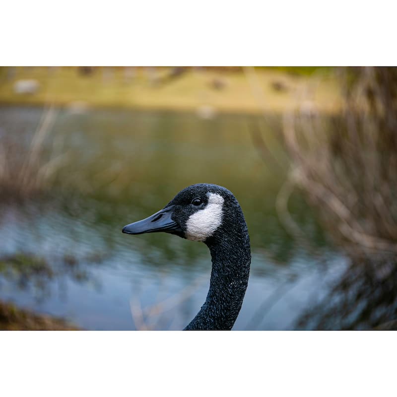 Standing Canada Goose Statue