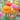 Colorful Double Buttercups Ranunculus - 15 Bulbs - Red, Yellow, Pink, Orange Blooming Flowers Attracts Butterflies & Bees