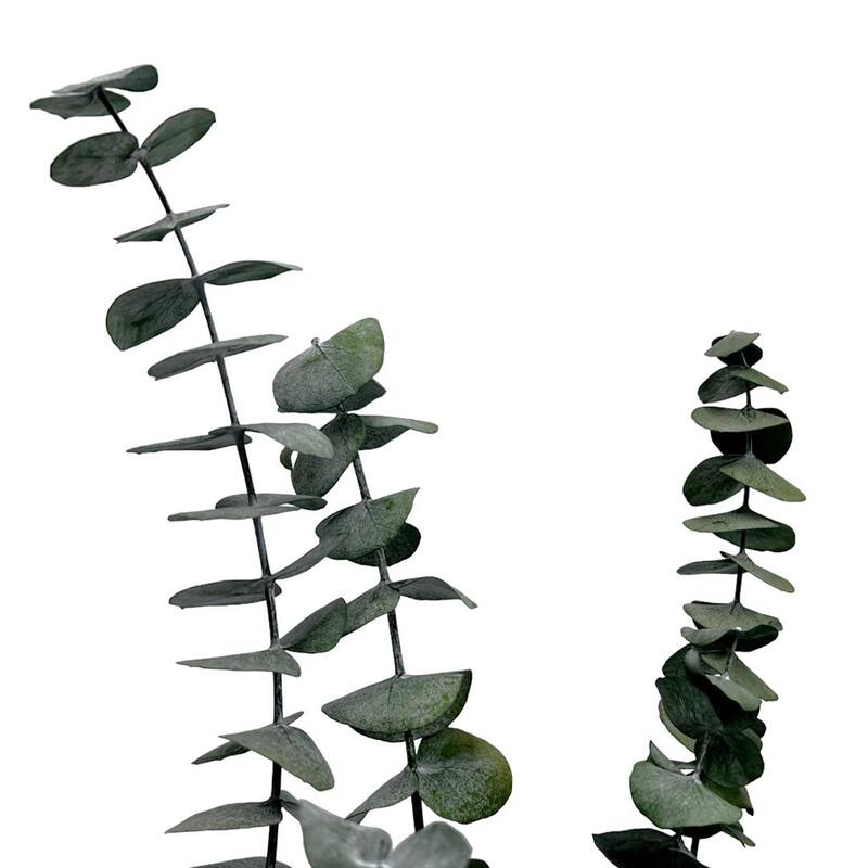 Bundle of 4 Preserved Eucalyptus Leaves ,17-23" long - 20 inches