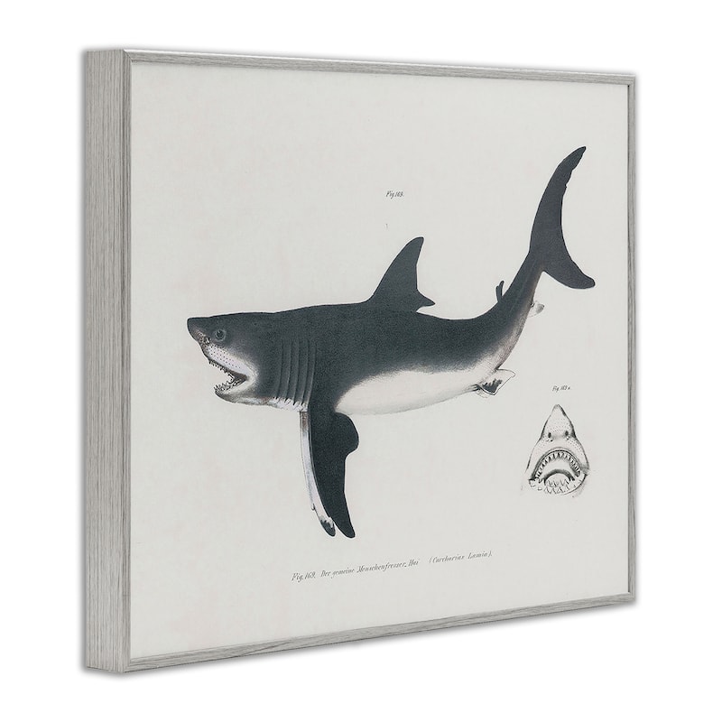 Stupell Detailed Shark Diagram Framed Giclee Art Design By Phillipa Katz