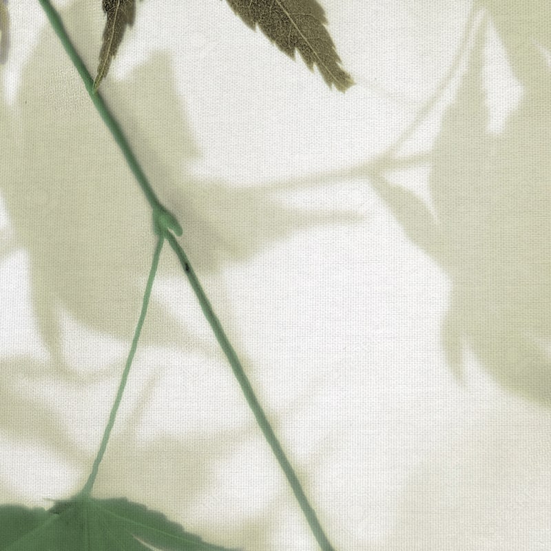 Japanese Maple #2 by Alan Blaustein Canvas Art Print