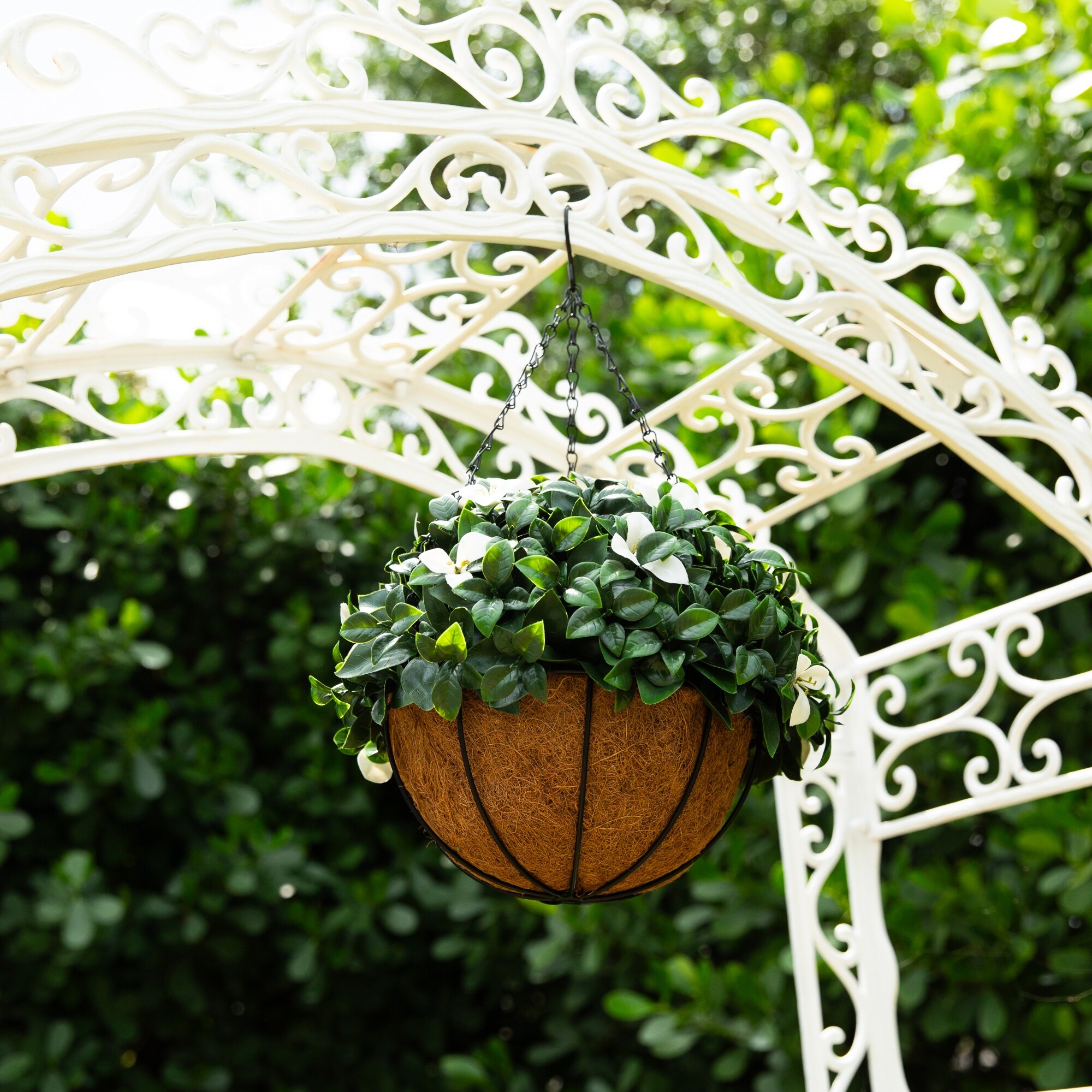campo philodendron Philodendron camposportoanum