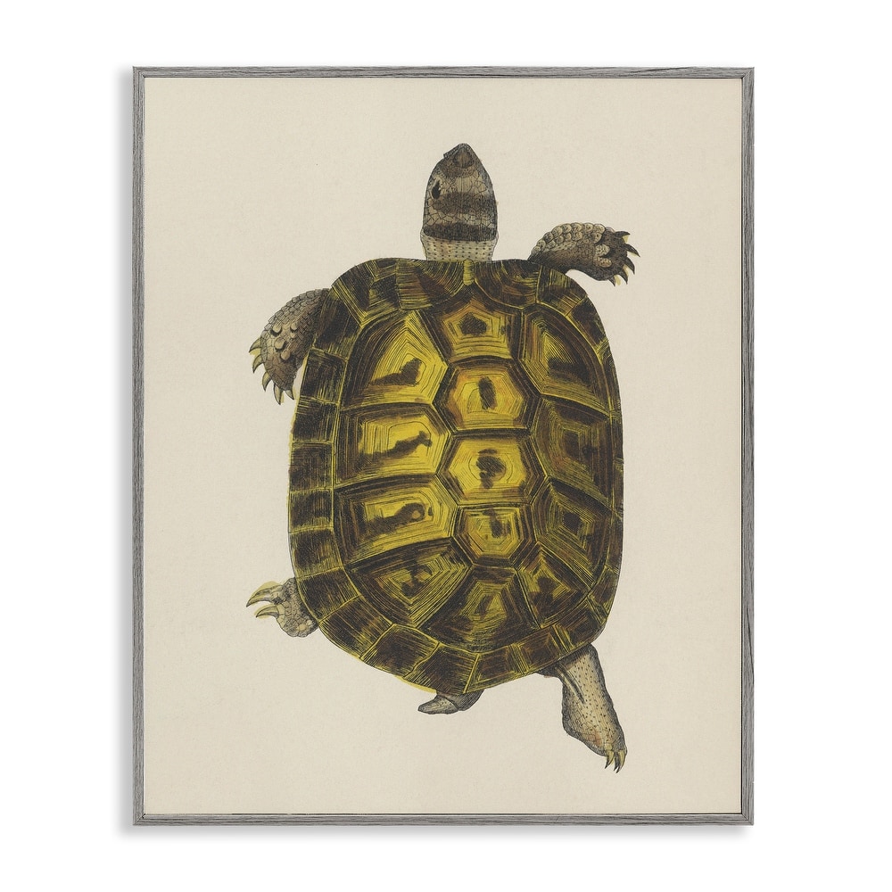 Stupell Vintage Maritime Tortoise Framed Giclee Art Design By Phillipa Katz