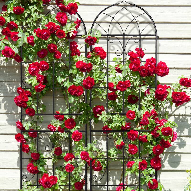 2-Pack Garden Trellis Black Iron 16x61" with Arched Top for Roses Flowers and Vegetable Plants - (16 x 61)" (W x H)