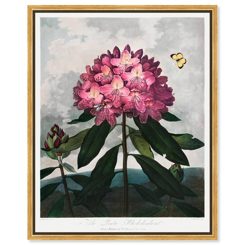 Pontic Rhododendron 1807 Canvas by Art Remedy - 16" x 20" - Gold