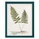 preview thumbnail 92 of 138, Nature Printed Ferns IX -Framed Print w/glass-Cherry Red 12x15 - Blue