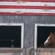 preview thumbnail 3 of 2, Patriotic Barn Scenes Horse Stalls by Willowbrook Fine Art Canvas Art Print