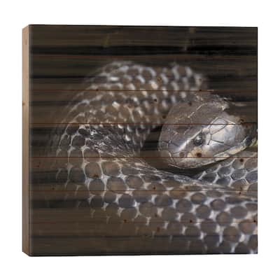Tasmanian Tiger Snake Print On Wood by Jane Rix - Multi-Color
