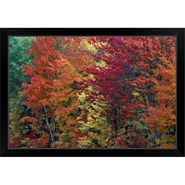 "Sugar Maple trees in autumn color, Michigan, USA" Black Framed Print