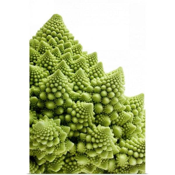 "Romanesco Broccoli against white background" Poster Print