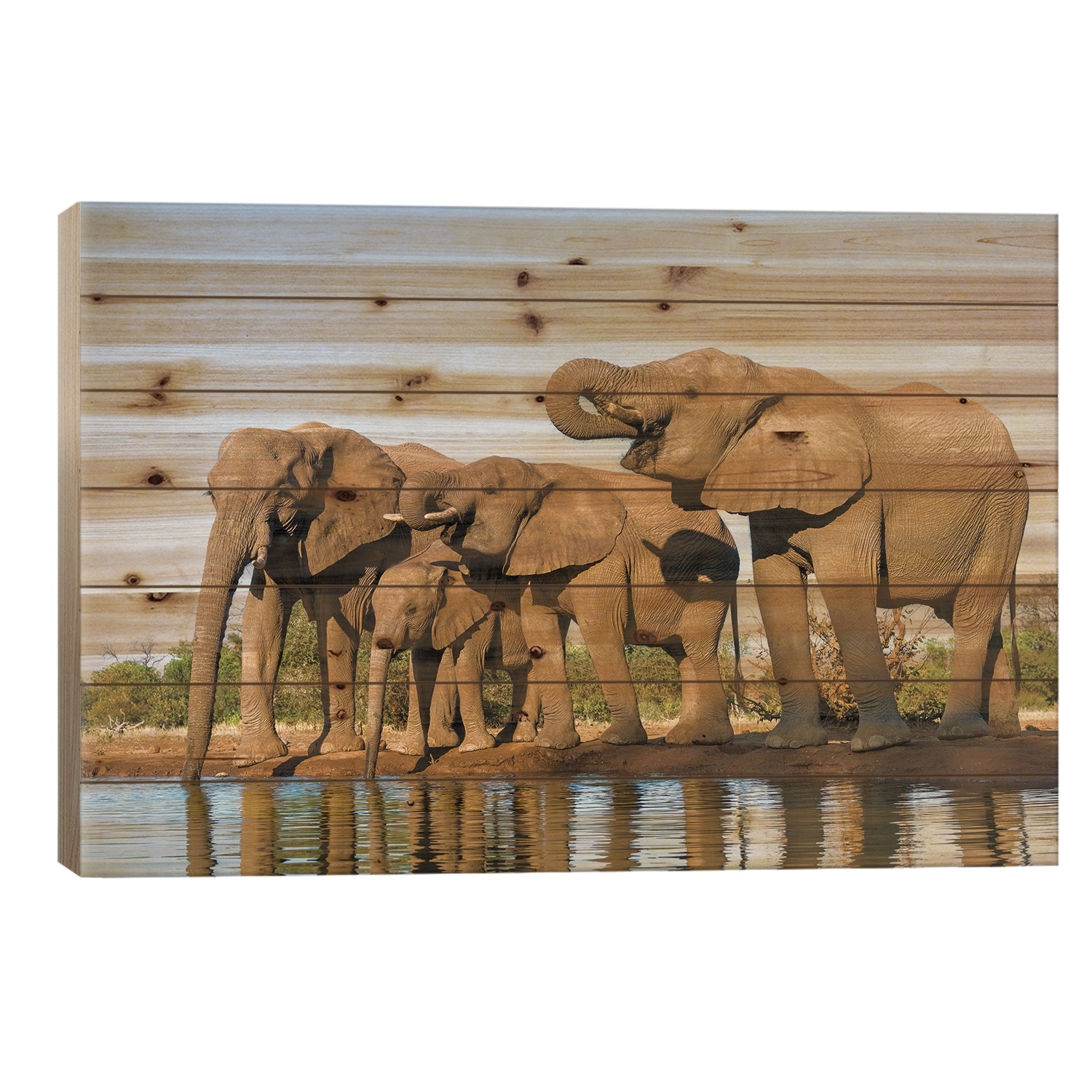 View of Elephant family at water hole, Botswana, Africa Print On Wood by Panoramic Images - Multi-Color