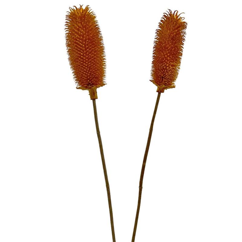 Bundle of 4 Dried Dipsacus Sativus, Teasel,20-24 inch long - 22-24 inch