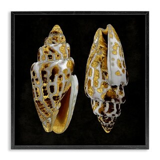 Stupell Spotted Cowrie Shells Framed Giclee Art Design By Caroline ...