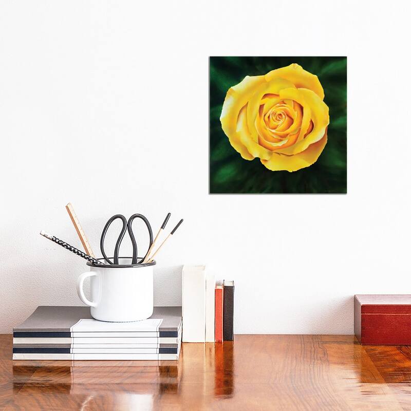 iCanvas "Yellow Rose" by John Salozzo Canvas Print - 12x12x0.75